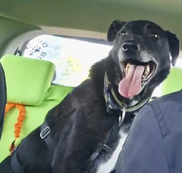 BLACKY ist sehr sensibel + ruhig ♥