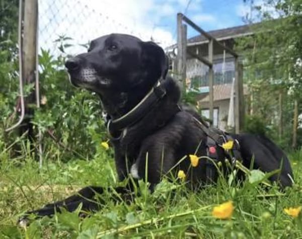 BLACKY ist sehr sensibel + ruhig ♥