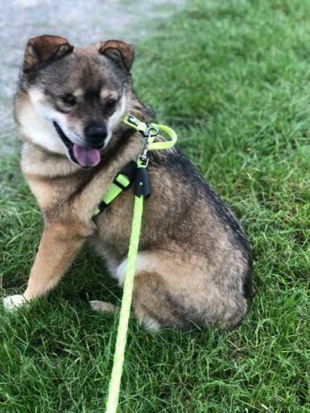 BUDDY, m., kastr., Mischling, 35 cm