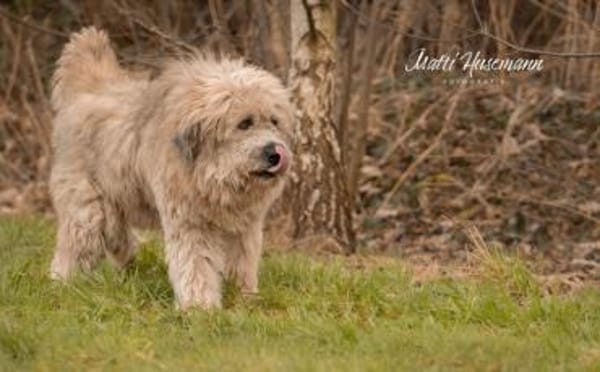 Der hübsche Dingdong sucht sein Zuhause