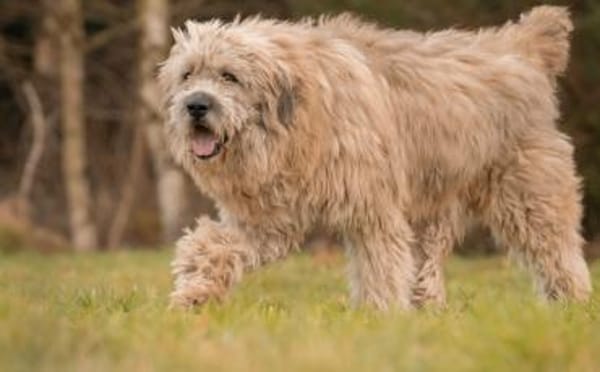 Der hübsche Dingdong sucht sein Zuhause