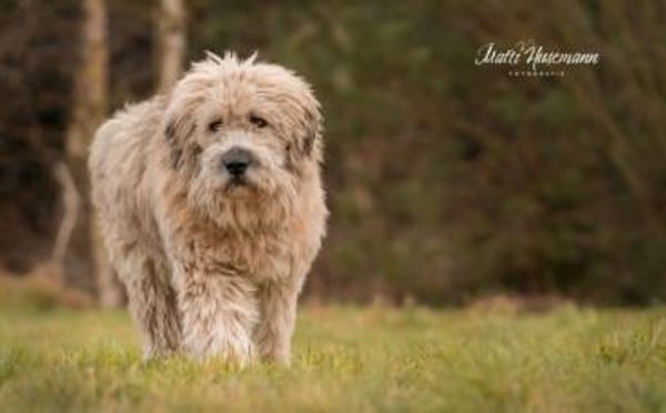 Der hübsche Dingdong sucht sein Zuhause