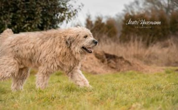 Der hübsche Dingdong sucht sein Zuhause
