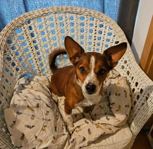 lustiges, kleines Kerlchen -Percy-