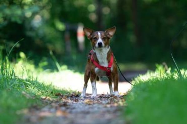 lustiges, kleines Kerlchen -Percy-