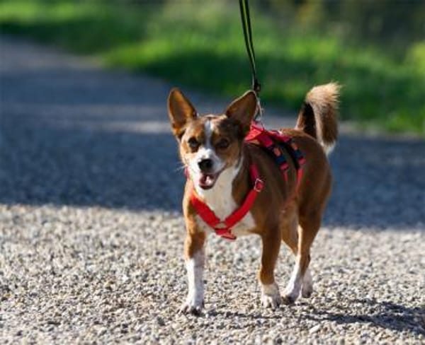 lustiges, kleines Kerlchen -Percy-