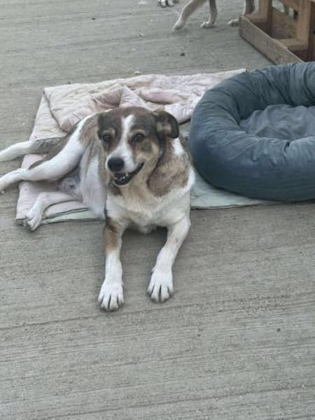 Paula - dankbar, ruhig, katzenverträgl.