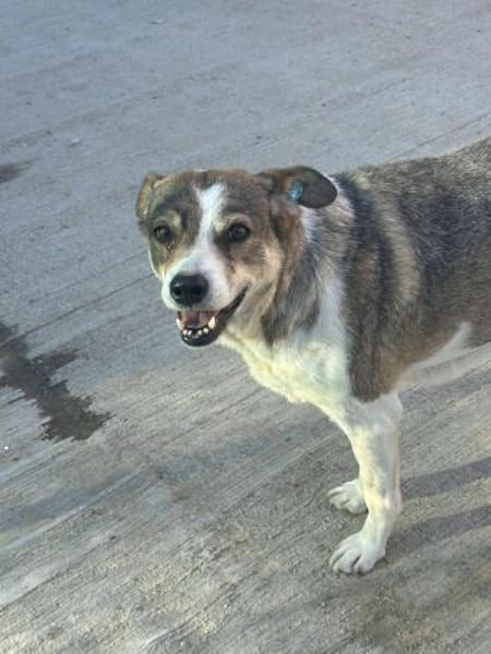 Paula - dankbar, ruhig, katzenverträgl.