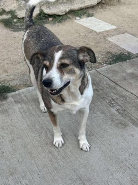 Paula - dankbar, ruhig, katzenverträgl.