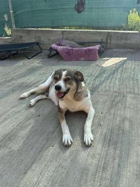 Paula - dankbar, ruhig, katzenverträgl.