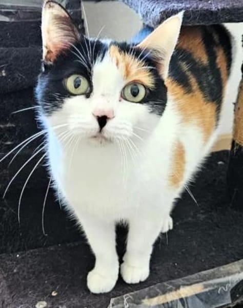 Pepper (+Fernando) - liebe Tricolorkatze