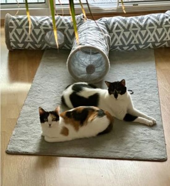 Pepper (+Fernando) - liebe Tricolorkatze