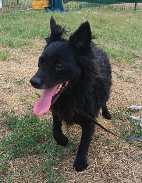 Liebenswerte Dama sucht euch