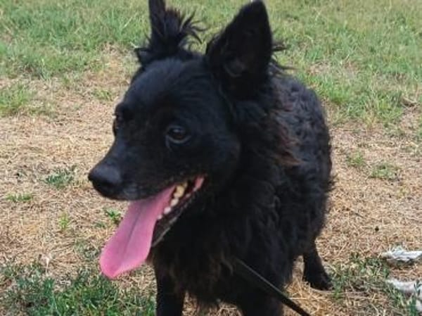 Liebenswerte Dama sucht euch