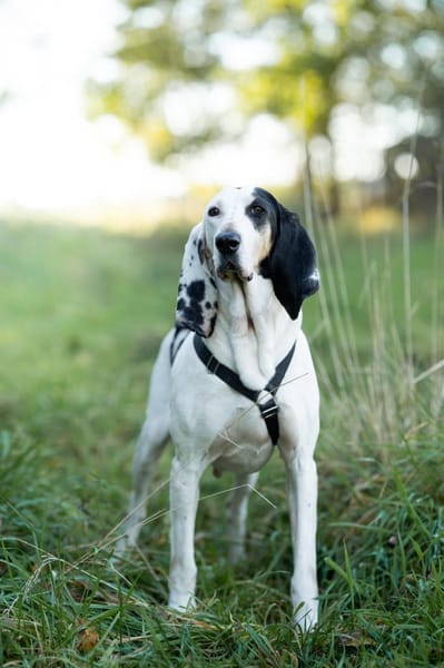 Bella - eine sanfte Seele