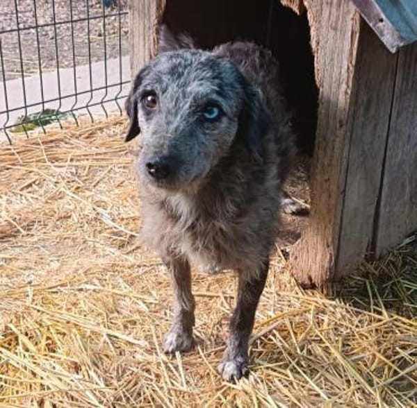 Suba braucht euch helft ihm