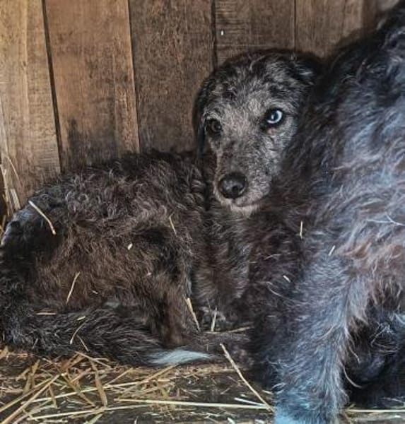 Suba braucht euch helft ihm