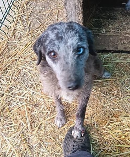 Suba braucht euch helft ihm