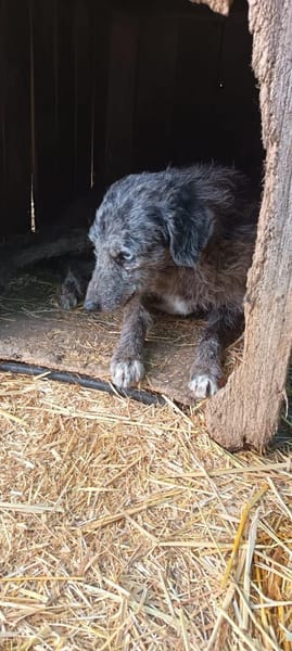 Suba braucht euch helft ihm