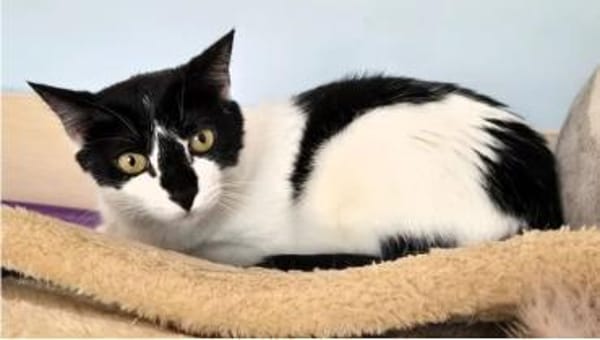 Fernando (+Pepper) - verschmust und lieb