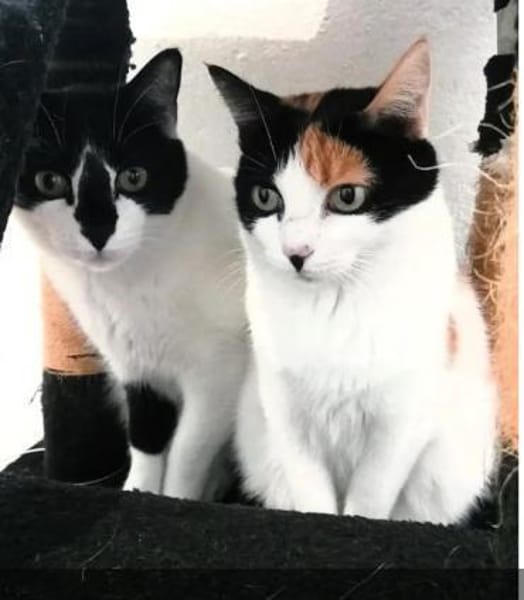 Fernando (+Pepper) - verschmust und lieb