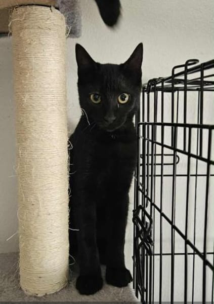 Apollo sucht DICH!