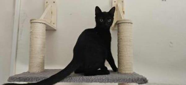 Apollo sucht DICH!