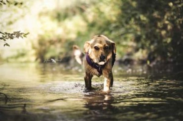 SKROLLAN -benötigt Zeit um zu Vertrauen-