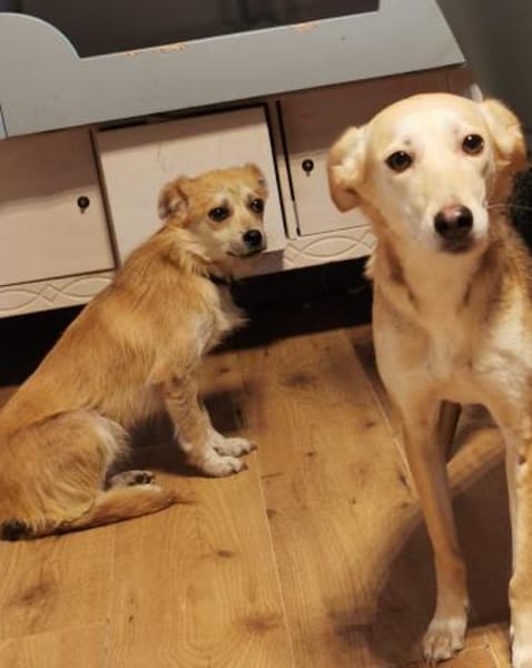 Lotte - schüchtern, verträglich - in DE