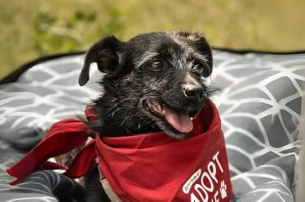 Lilla - wartet in 56766 Ulmen