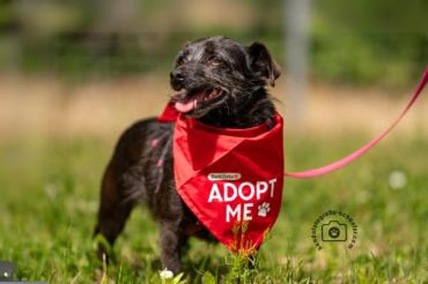 Lilla - wartet in 56766 Ulmen