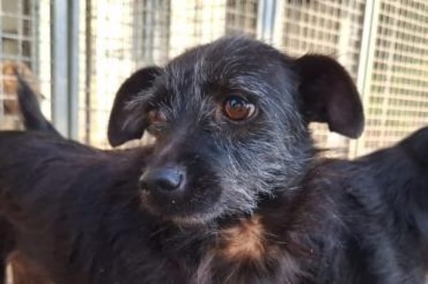 Lilla - wartet in 56766 Ulmen