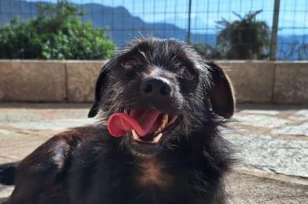 Lilla - wartet in 56766 Ulmen