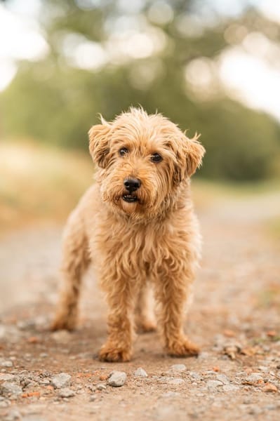 Sami - kleiner Charakterkopf