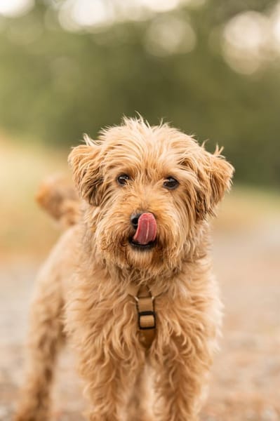 Sami - kleiner Charakterkopf