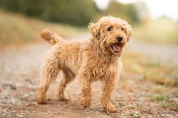 Sami - kleiner Charakterkopf