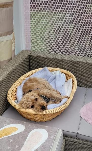 Sami - kleiner Charakterkopf