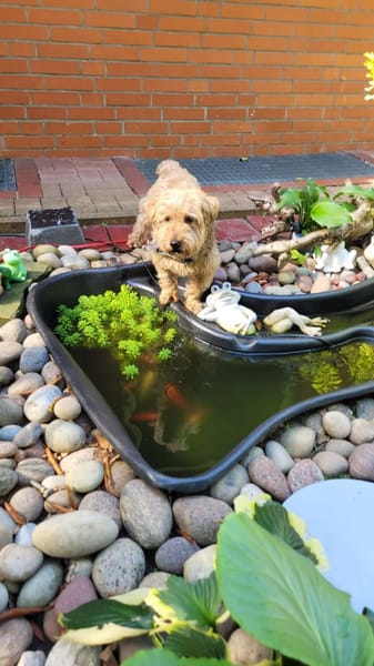 Sami - kleiner Charakterkopf