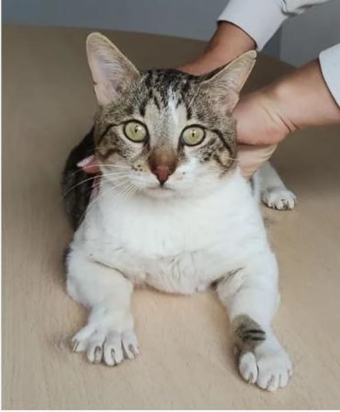 Piaget - ein sehr süßer Kuschelkater