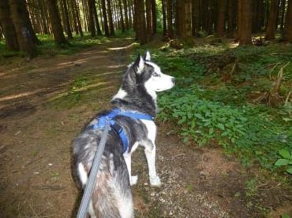EYOLF -lieber, offener Huskymix-