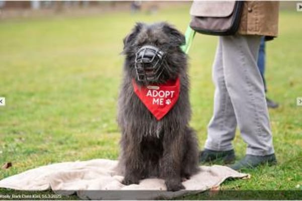 Wooly- sucht dringend erfahrenes Zuhause