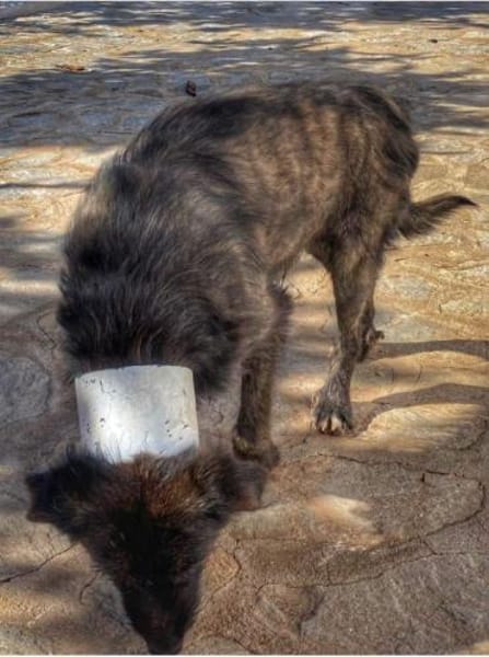 Wooly- sucht dringend erfahrenes Zuhause