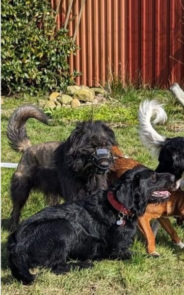 Wooly- sucht dringend erfahrenes Zuhause