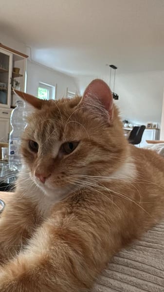 Chopper sucht ein liebevolles Zuhause