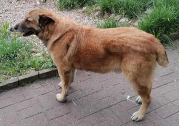 MAXIM * lieber kuscheliger OPI