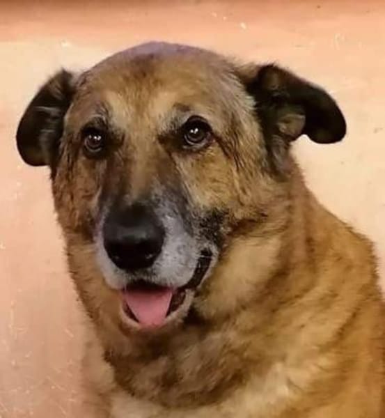 MAXIM * lieber kuscheliger OPI