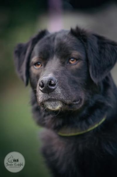 LOOMY * großer Kerl mit Potential