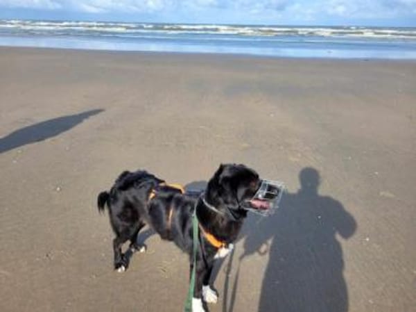 LOOMY * großer Kerl mit Potential