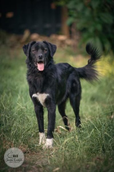 LOOMY * großer Kerl mit Potential