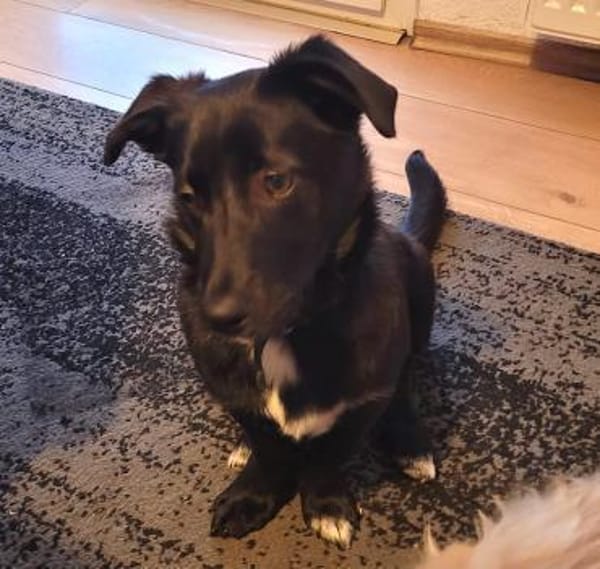 Hundekind braucht liebevolle Familie